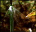 Large Planter Watering Spray Stake