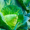 Charleston Wakefield Cabbage (Brassica oleracea)