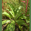 Common Comfrey (Symphytum officinale)