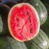 Florida Giant Watermelon (Citrullus lanatus)