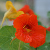 Tall Trailing Mix Nasturtium (Tropaeolum majus)