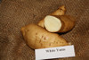 White Yam Sweet Potato Slip (Ipomoea batatas) -  April to June Shipping