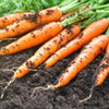 Scarlet Nantes Carrot - Bulk (Daucus carota)