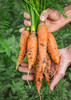 Organic Danvers Half Long Carrot (Daucus carota)