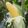 Organic Golden Bantam Sweet Corn (Zea mays)