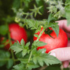 Organic Moskvich Tomato (Solanum lycopersicum)