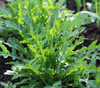 Organic Rocket Salat Arugula (Eruca vesicaria)