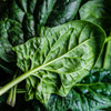 Organic Bloomsdale Long Standing Spinach (Spinacia oleracea)