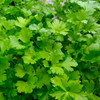Organic Flat Leaf Parsley (Petroselinum crispum)