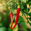 Organic Cayenne Pepper (Capsicum annuum)