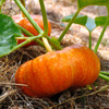 Cinderella Pumpkin (Cucurbita maxima)