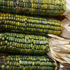 Oaxacan Green Dent Corn (Zea mays)