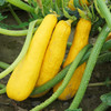 Early Prolific Straightneck Squash (Cucurbita pepo)