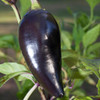 Black Hungarian Pepper (Capsicum annuum)