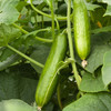 Organic Muncher Cucumber (Cucumis sativus)