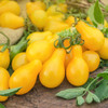 Yellow Pear Tomato (Solanum lycopersicum)