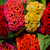 Celosia Cockscomb Mix (Celosia cristata)