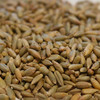 Organic Winter Rye (Secale cereale) 