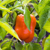 Orange Bell Pepper (Capsicum annuum)