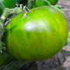 Aunt Ruby’s Green Tomato (Solanum lycopersicum)