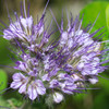 Pennyroyal (Mentha pulegium)