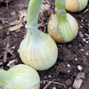 Walla Walla Sweet Onion Plants (Northern) Feb-May Delivery