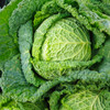 Aubervilliers Cabbage (Brassica oleracea)