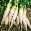 Daikon Radish - Bulk (Raphanus sativus)