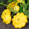 Yellow Bush Scallop Squash (Curcurbita pepo)