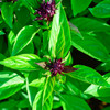 Organic Thai Basil (Ocimum basilicum)