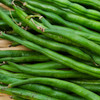 Kentucky Wonder Pole Bean (Phaseolus vulgaris)