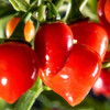 Biquinho Red Pepper (Capsicum annuum)