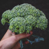 Calabrese Broccoli (Brassica oleracea) 