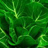 Champion Collard Greens (Brassica oleracea)