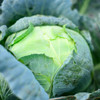 Futog Cabbage (Brassica oleracea)