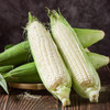 Boone County White Corn (Zea mays) - Bulk