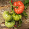 Mortgage Lifter Tomato (Solanum lycopersicum)