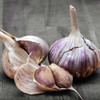 Organic Pehoski Purple Garlic Bulbs (Allium sativum) Fall Delivery