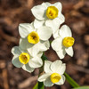 Avalanche Narcissus (Narcissus tazetta) - October Delivery