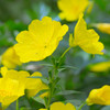 Evening Primrose (Oenothera lamarckiana) Annual