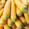 Solar Yellow Carrot (Daucus carota)