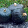 Burgess Buttercup Squash (Cucurbita maxima)