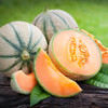 Delicious 51 Muskmelon (Cucumis melo)