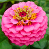 Luminosa Zinnia (Zinnia elegans)