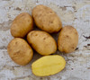 Organic German Butterball Seed Potato (Solanum tuberosum) April-May Delivery