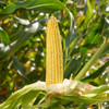 Eureka Dent Corn (Zea mays)