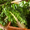 Large White Ribbed Swiss Chard (Beta vulgaris)