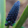 Grape Hyacinth  - October Delivery