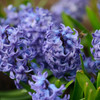 Delft Blue Hyacinth (Hyacinthus orientalis) - October Delivery