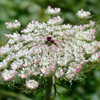 Dara/Queen Anne’s Lace (Daucus carota) Biennial